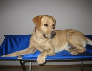 MESA ECO Mesa Ecografía