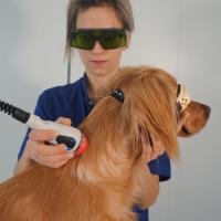 LASER M-vet